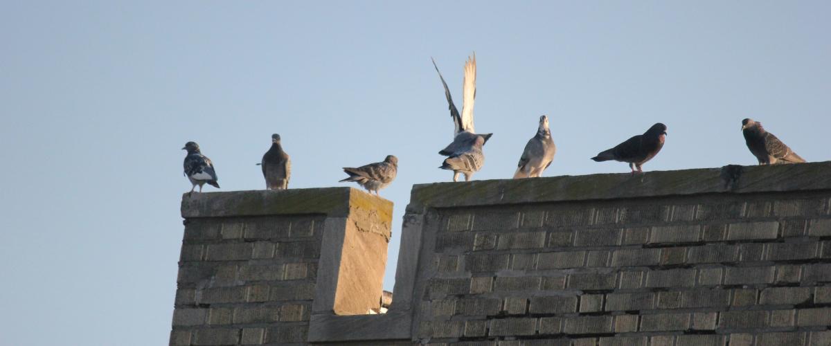 Ar tai buvo geras ženklas? Paukščio susidūrimas su langais prieš tai, kai NJ loterijos laimėtojas pelnė 90 milijonų dolerių „Mega Millions“ laimėjimą