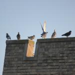 Ar tai buvo geras ženklas? Paukščio susidūrimas su langais prieš tai, kai NJ loterijos laimėtojas pelnė 90 milijonų dolerių „Mega Millions“ laimėjimą